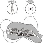 6942063400073 streetgirl's 6 black - Beneficii