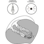 Avantaje - 6970260902298 streetgirl's 12 black